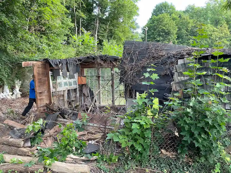 Extreme shed demolition in New Jersey showing a collapsed wooden structure with vine overgrowth being dismantled by JunkDoctors.